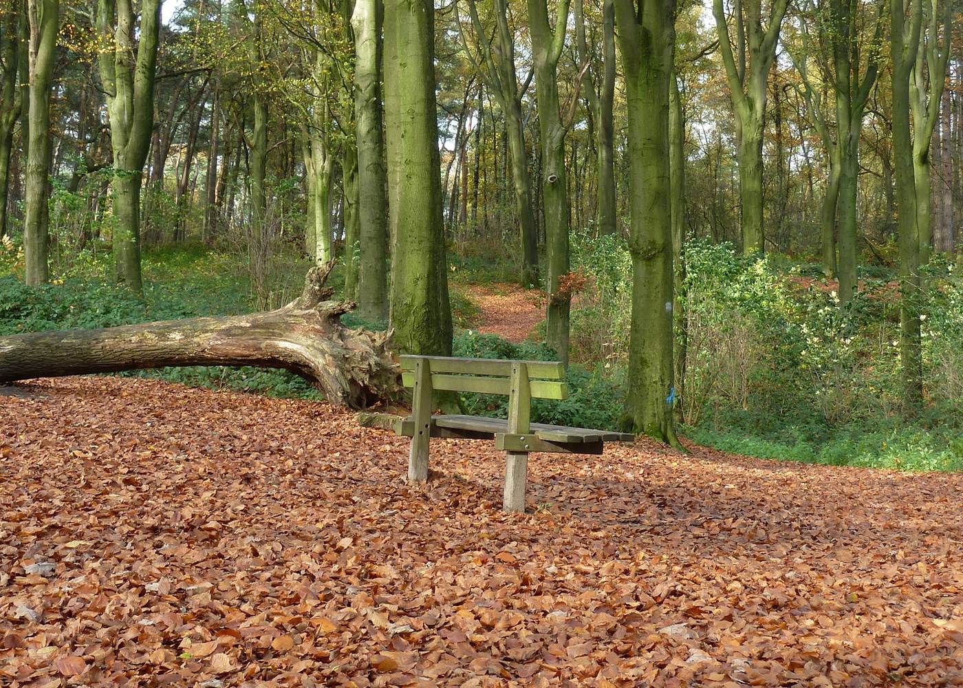 Bois du Mont de l' Enclus