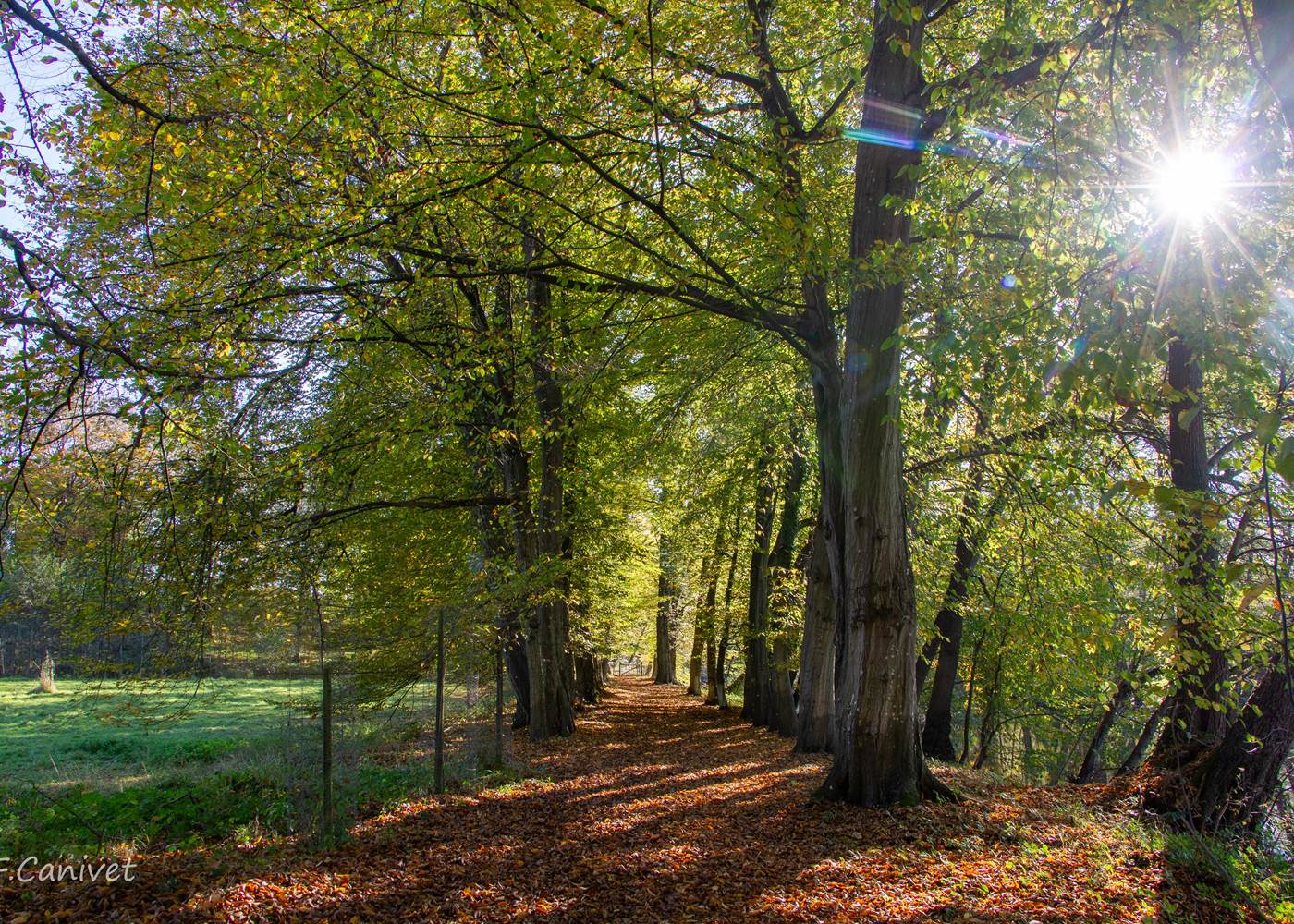 Balade en forêt - photo par F. Canivet
