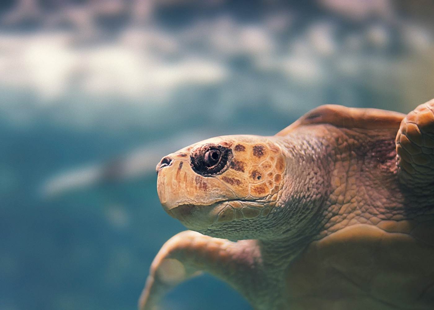 Les Tortues de la réserve Cousteau