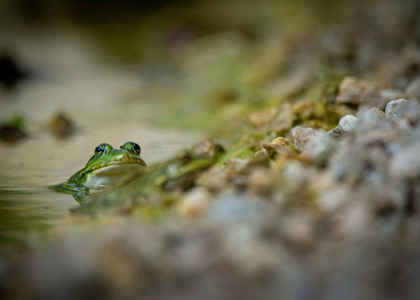 Les chemins de Berdis - Grenouille dans la baignade