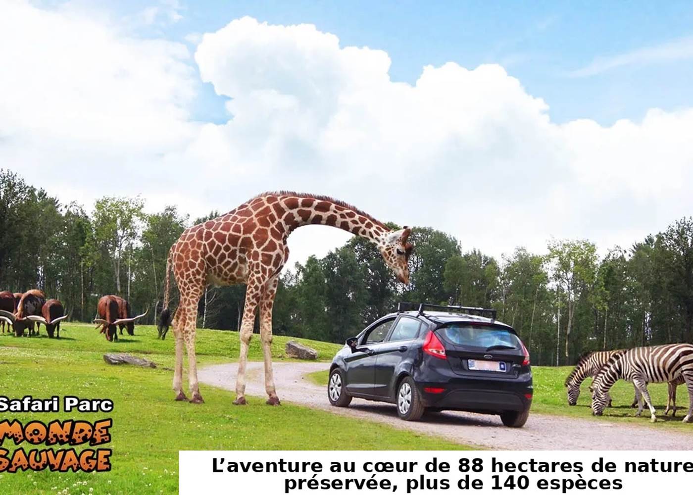 Le Monde Sauvage d'AYWAILLE