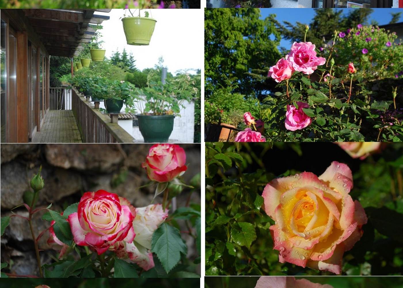 mois de juin un bouquet de roses au Ranch des Lacs 87120