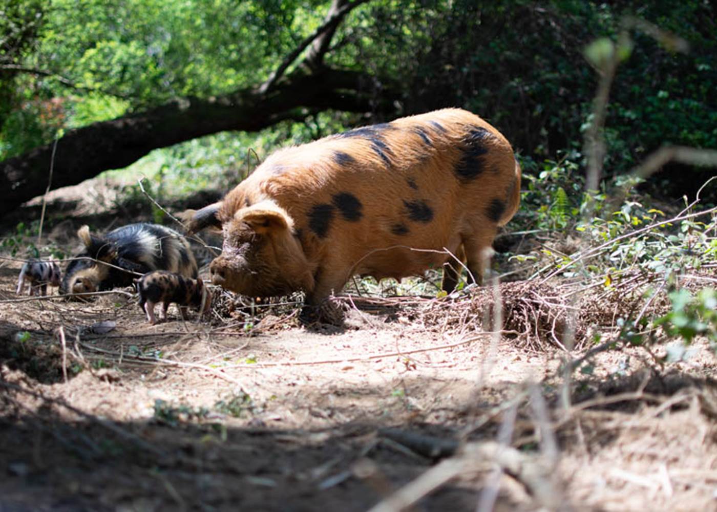 Les jardins de Berdis - Famille Kune Kune2