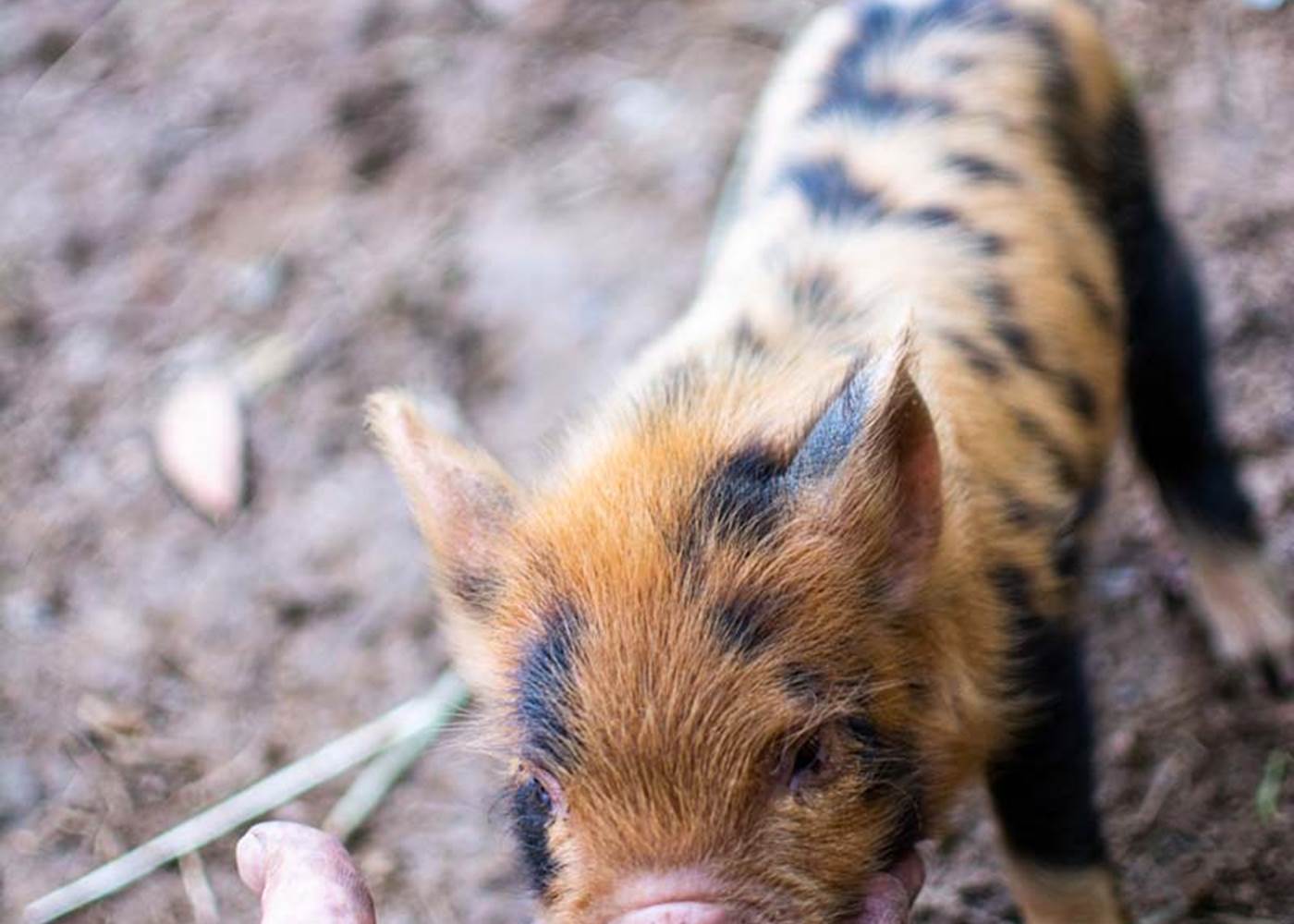 Les jardins de Berdis - Bébé Kune Kune