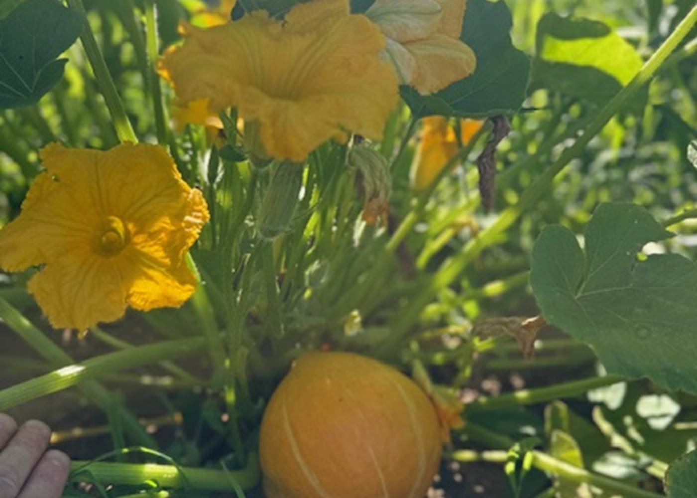 Les merveilles du potager.