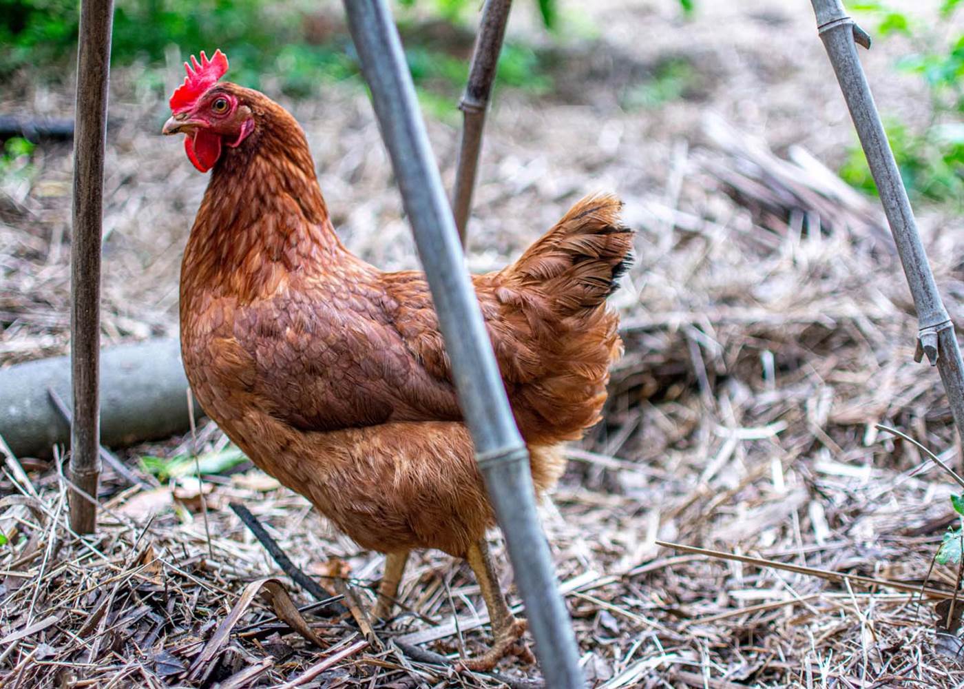 Les jardins de Berdis - Poule pondeuse