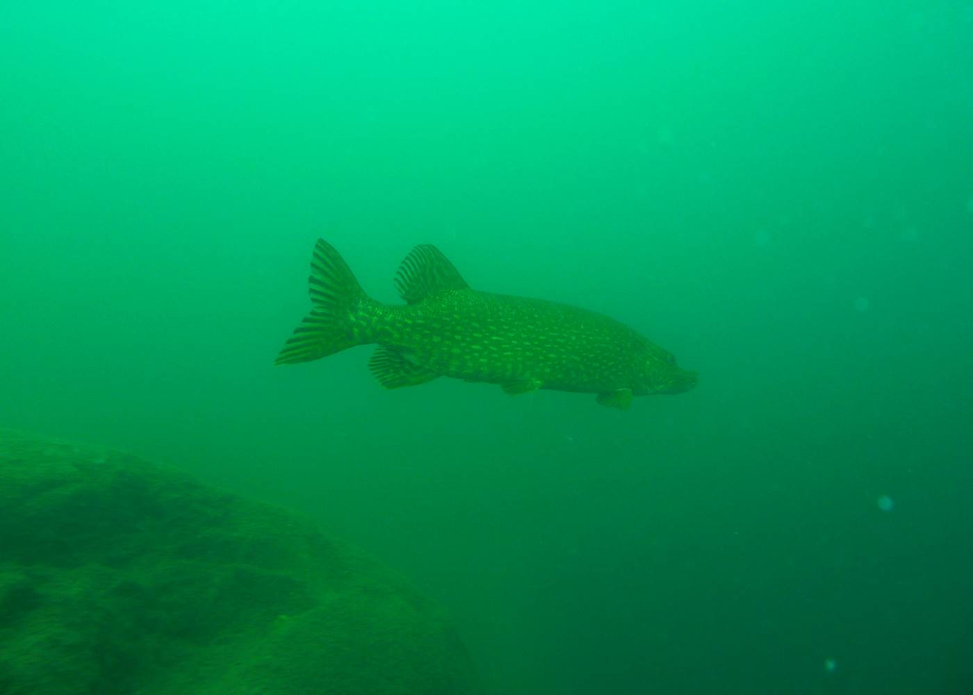 Plongée en eau douce : Brochet