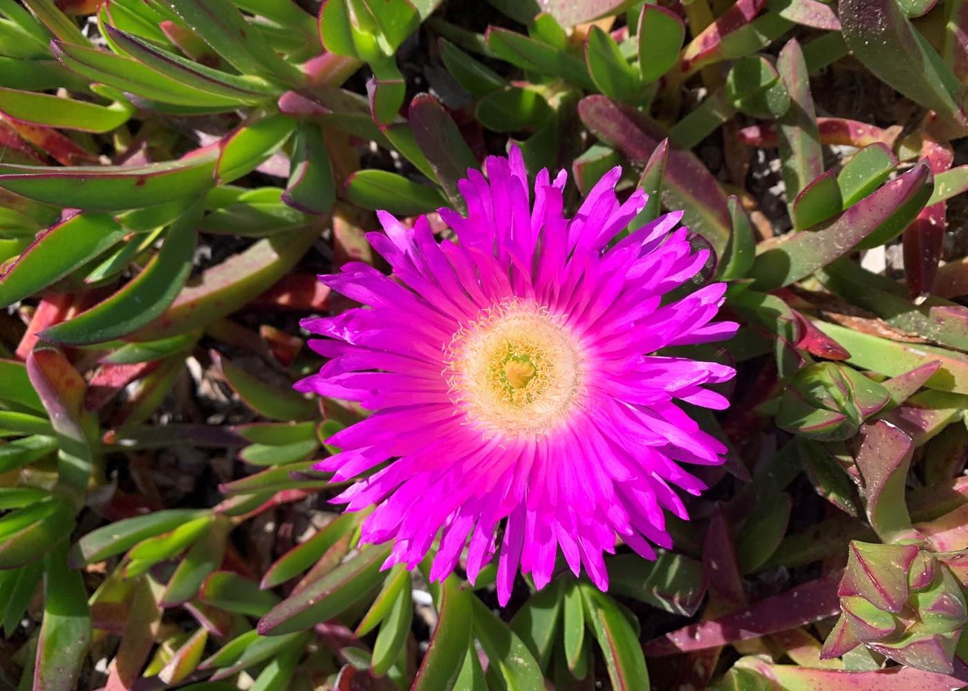 Les "griffes de sorcières" éclatantes tâches de couleurs sur les plages au printemps