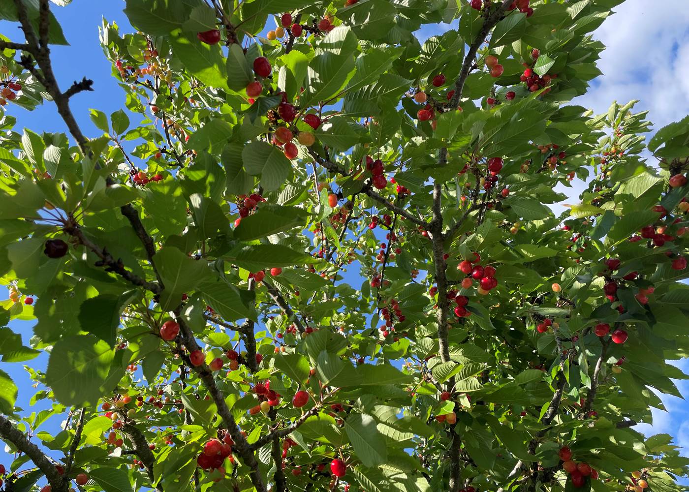 Les cerises.