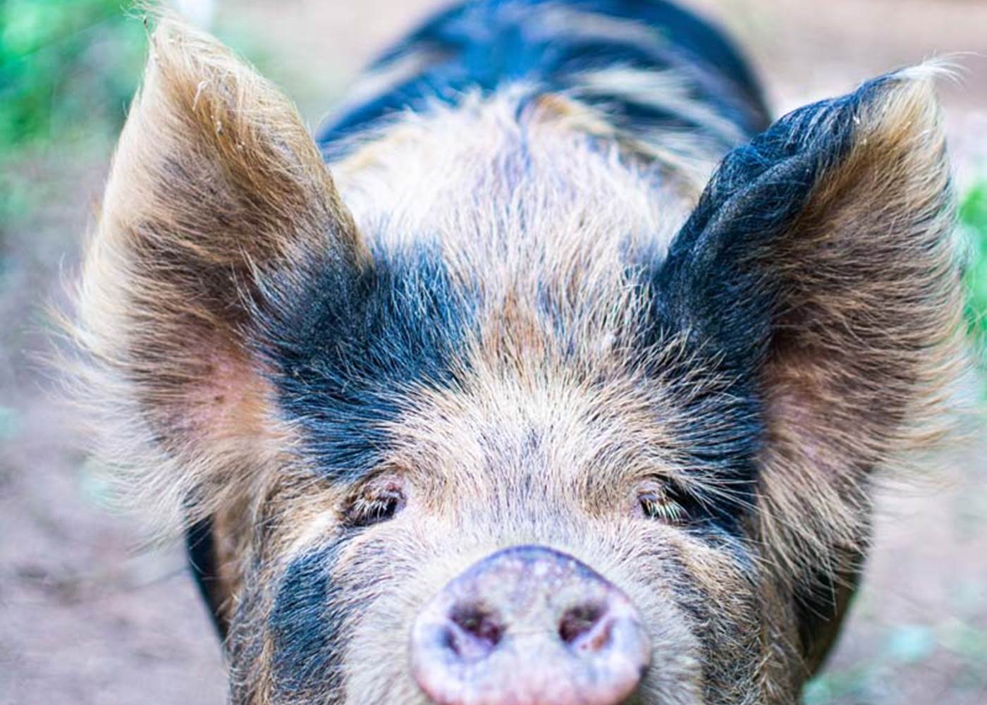 Les jardins de Berdis - Pluma - Cochon Kune Kune