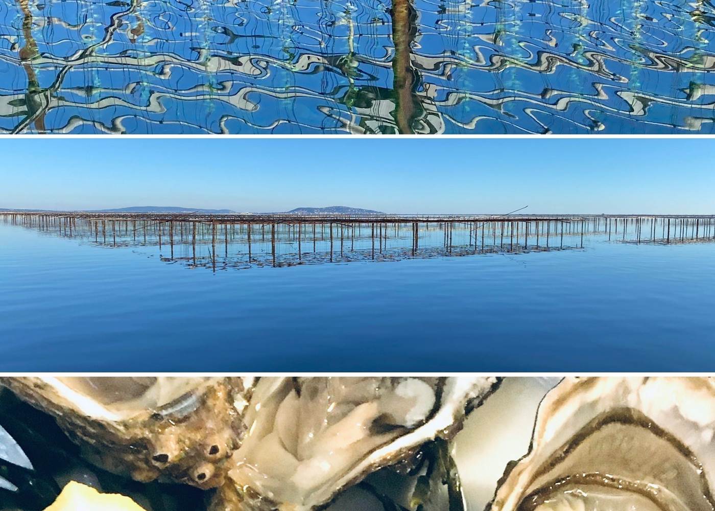 L'étang de Thau et les huitres