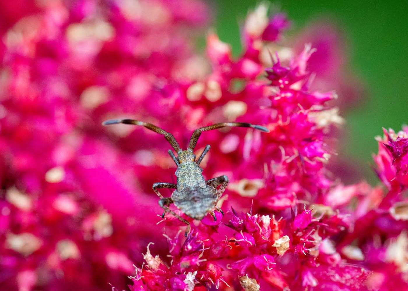 Les chemins de Berdis - Les petites bêtes du jardin 2