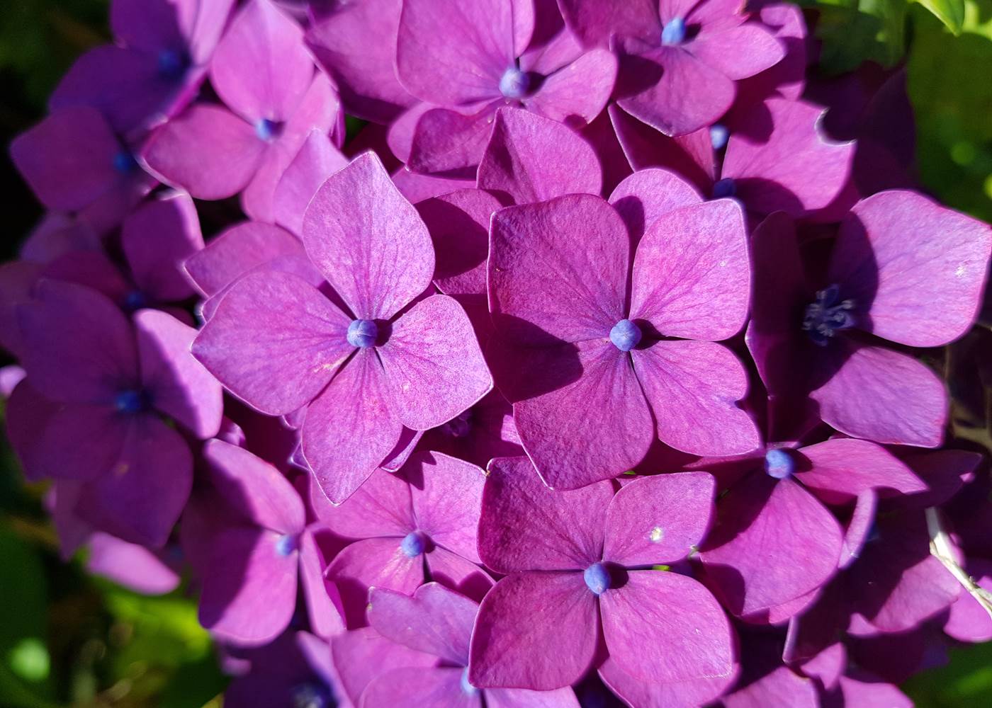 Le Colombier Bretagne, chambres d'hôtes Hortensia