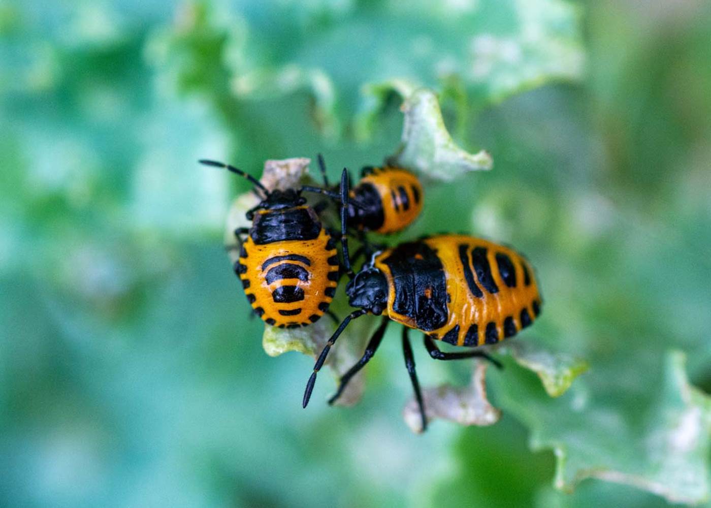 Les chemins de Berdis - Les petites bêtes du jardin 1