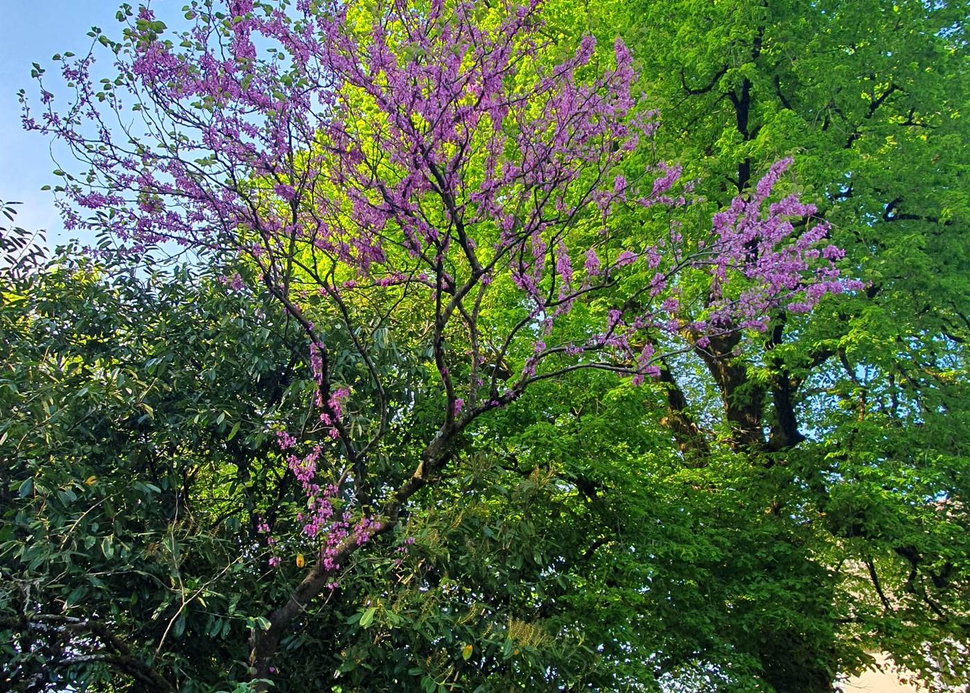 Domaine du Four - Le parc