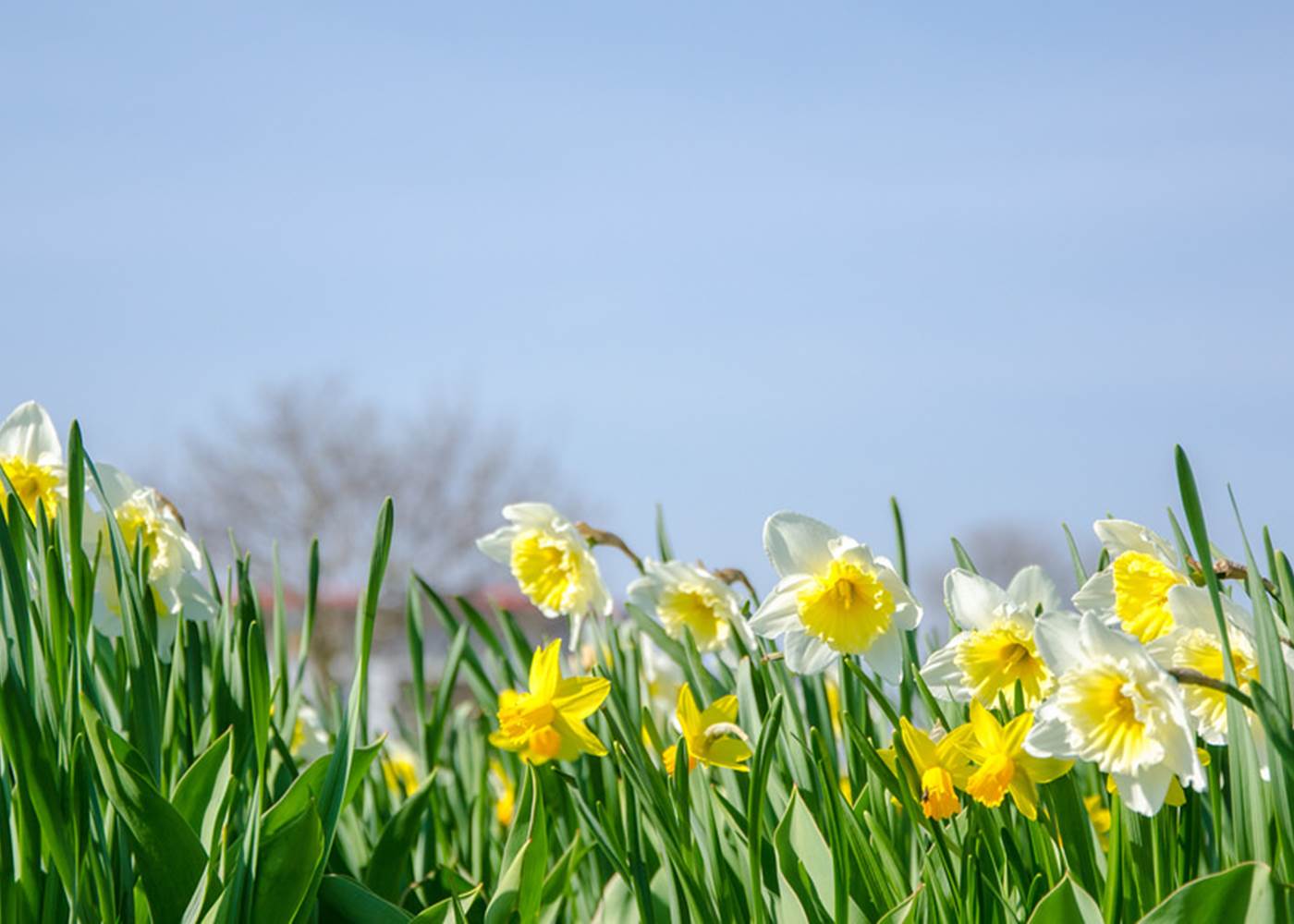 pré de jonquille alsace vosges gerardmer