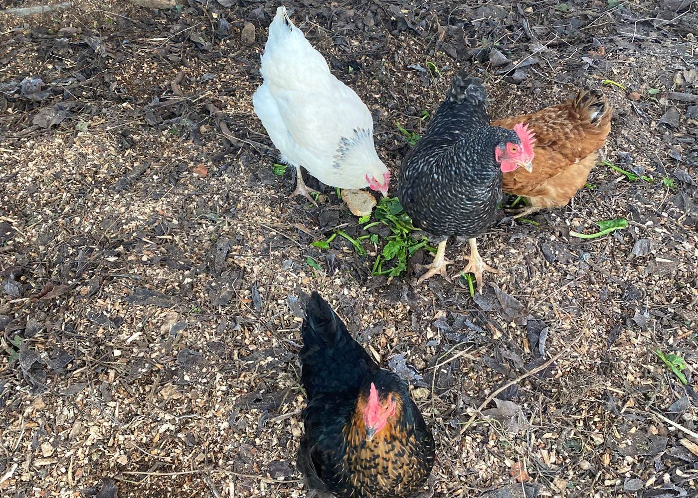 Les poules du Domaine du Gravier