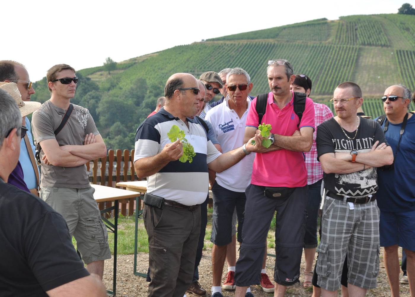 Découverte de la culture de la vigne