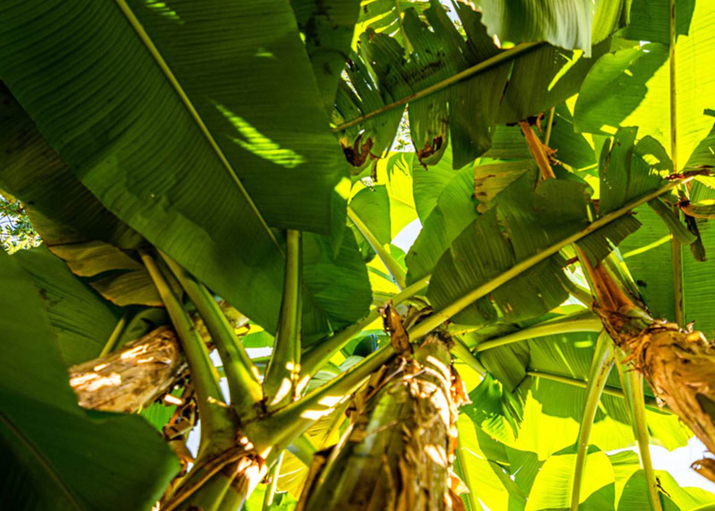 Les jardins de Berdis - Bananier