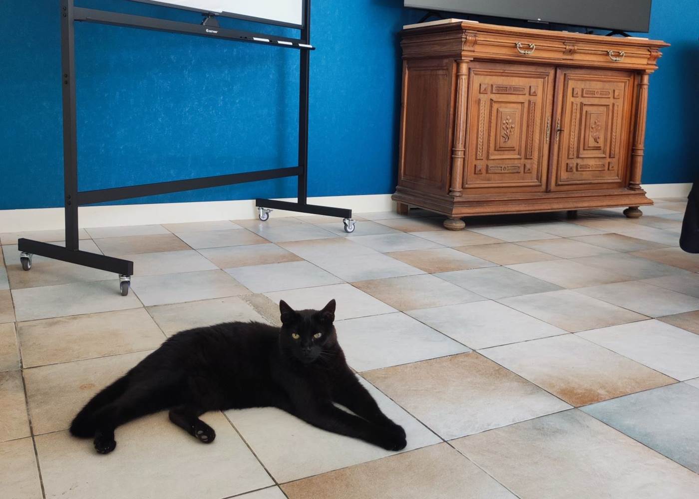 Salle louée avec ou sans chat !