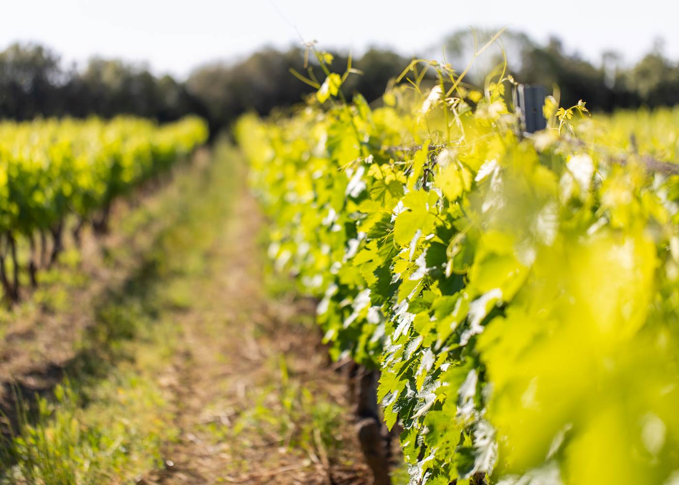 Domaine du Blavet les vignes