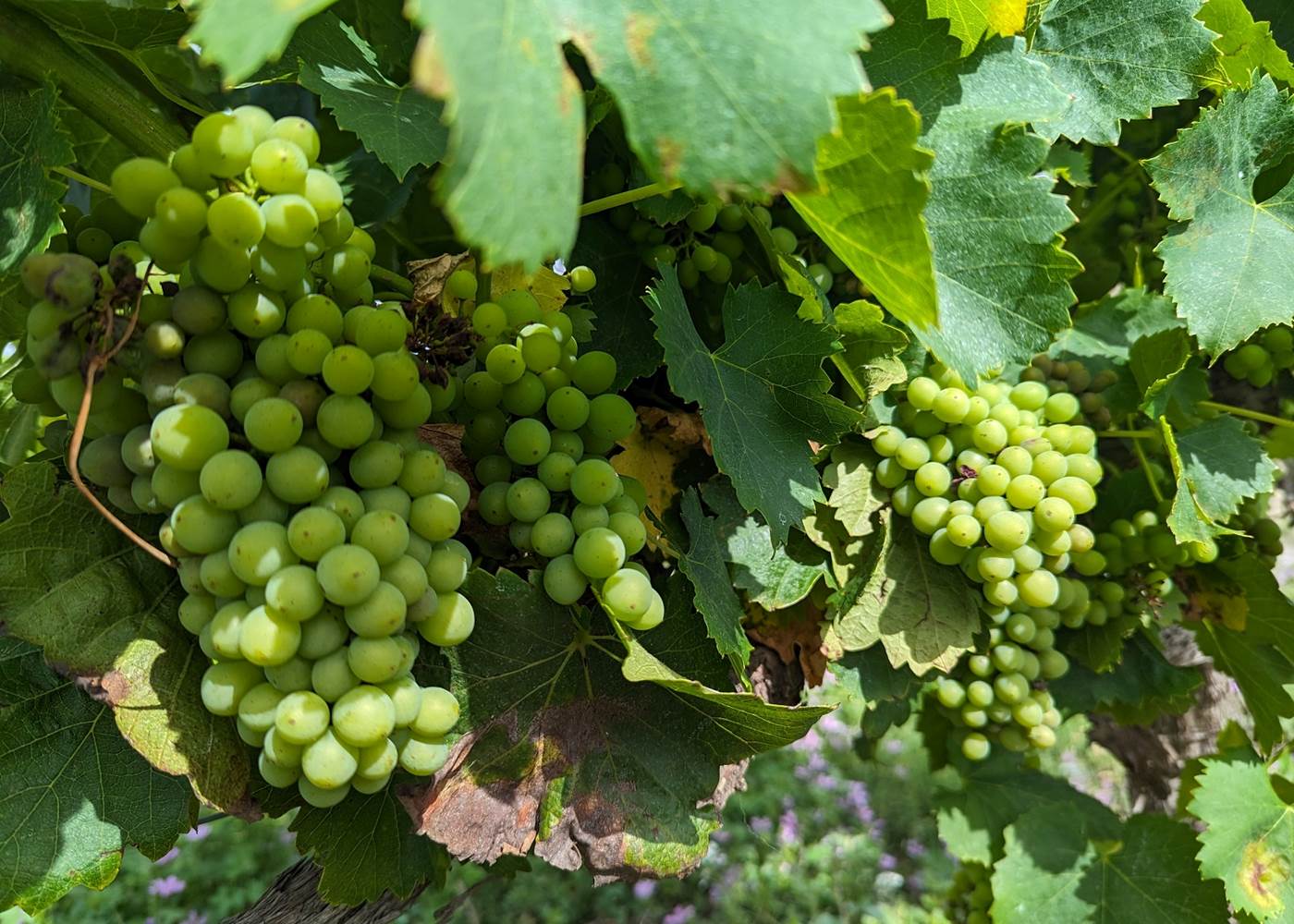 Grappe de Grenache Noir