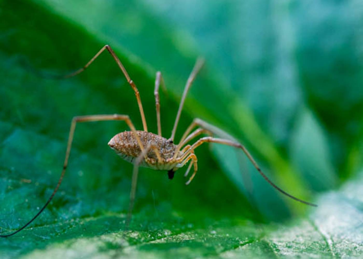 Les chemins de Berdis - Les petites bêtes du jardin 4