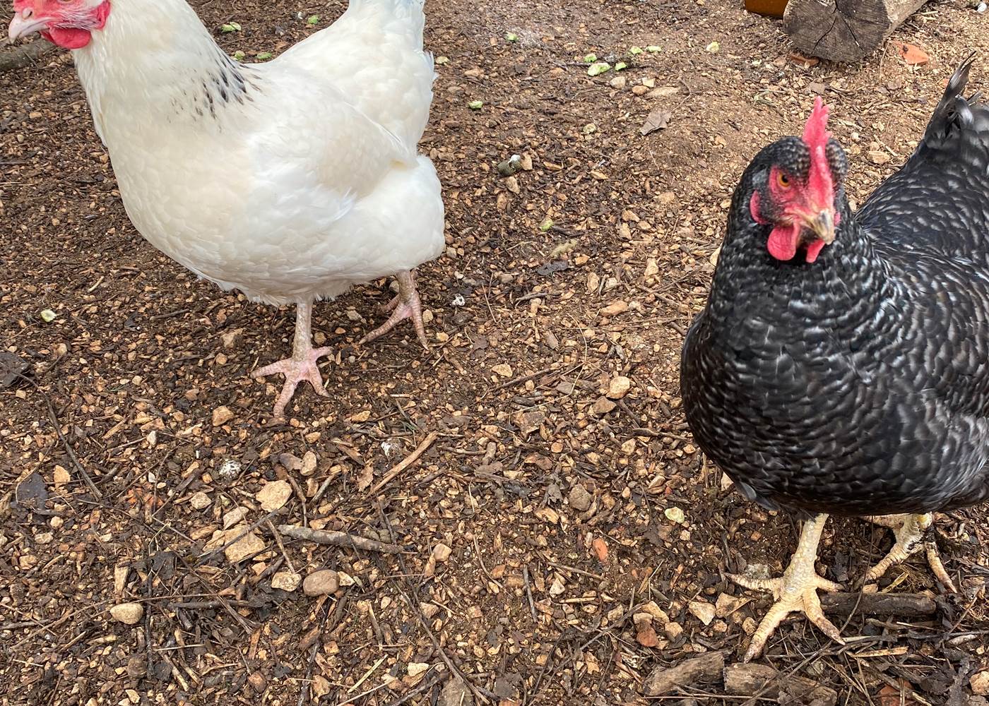 Framboise & Québec du Domaine du Gravier