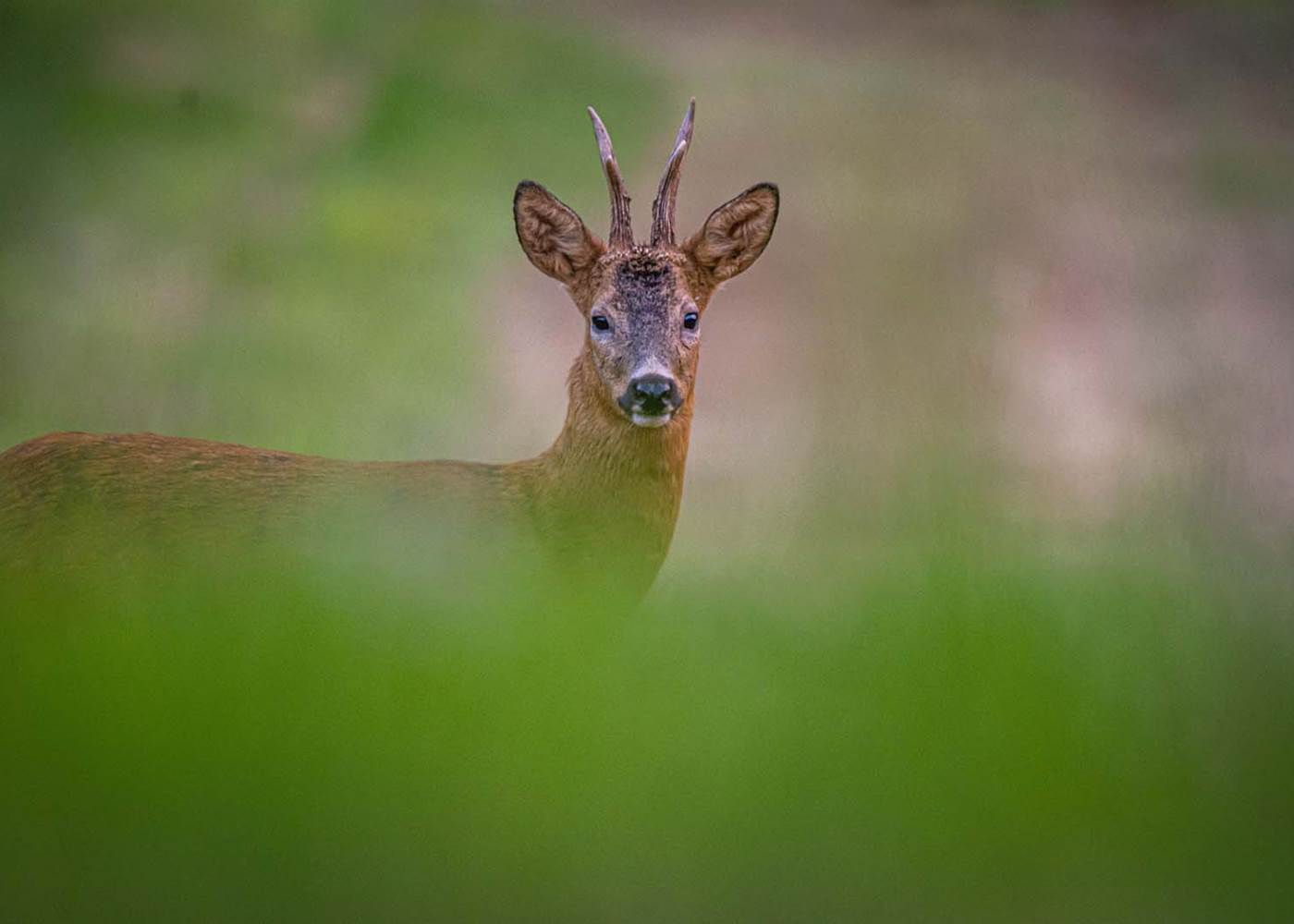 Un chevreuil dans un champ