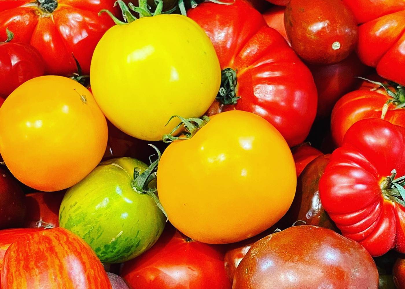 Les tomates du jardin.