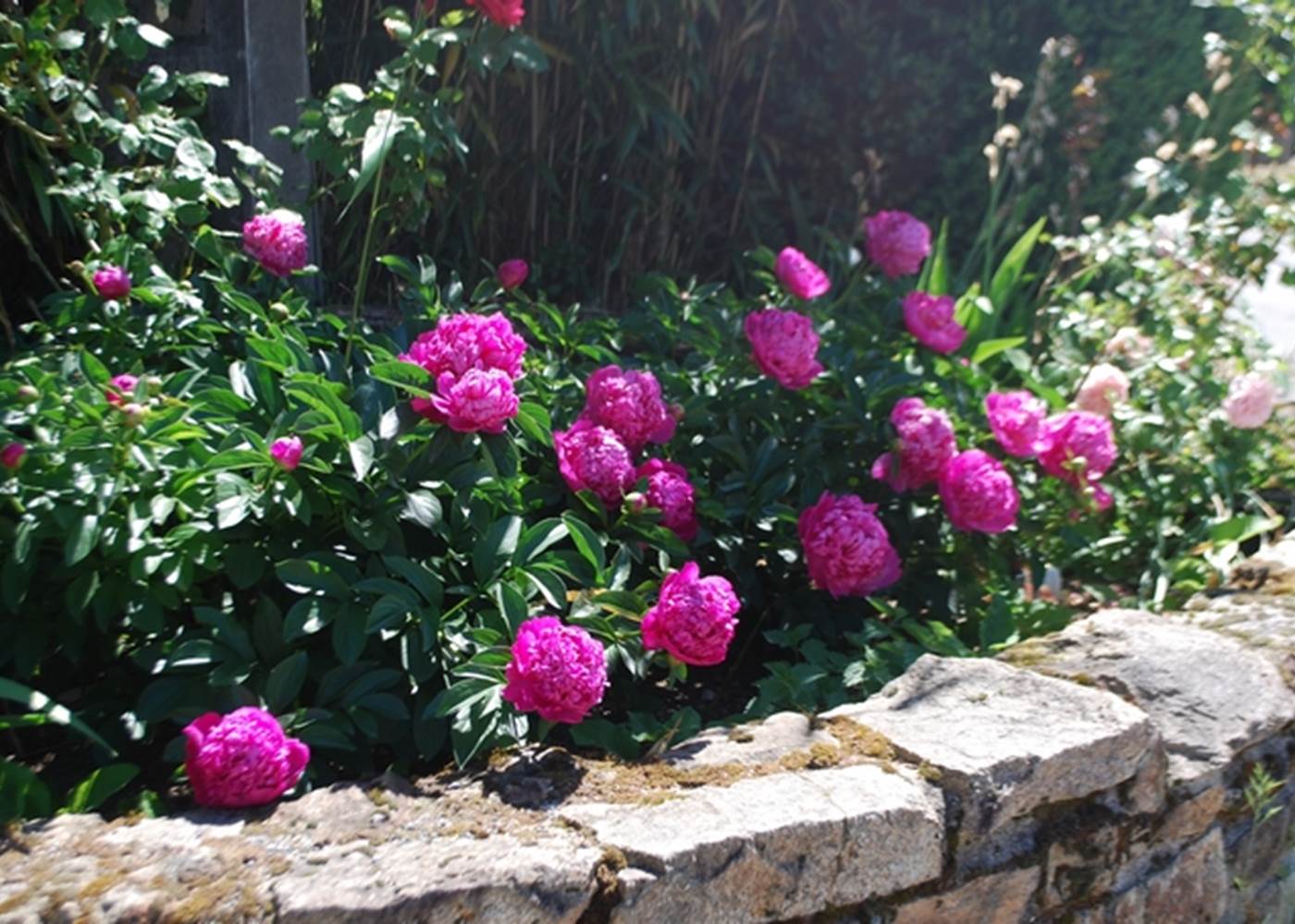 massif pivoines au Ranch des Lacs Hotel de Charme