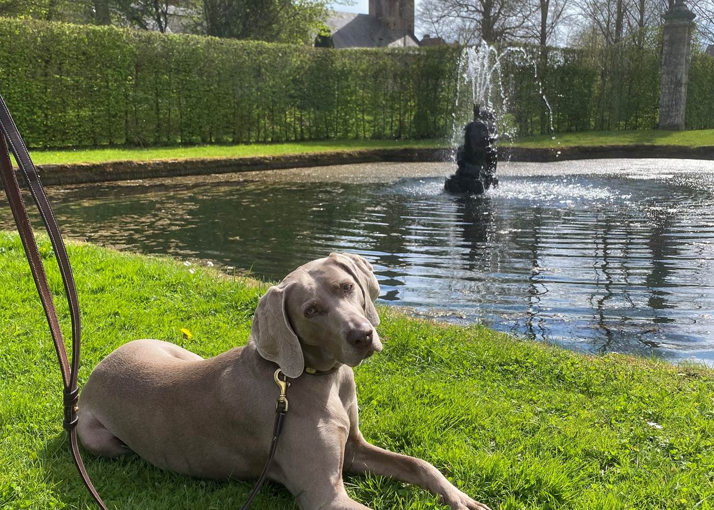 Plume aux Jardins d'Annevoie