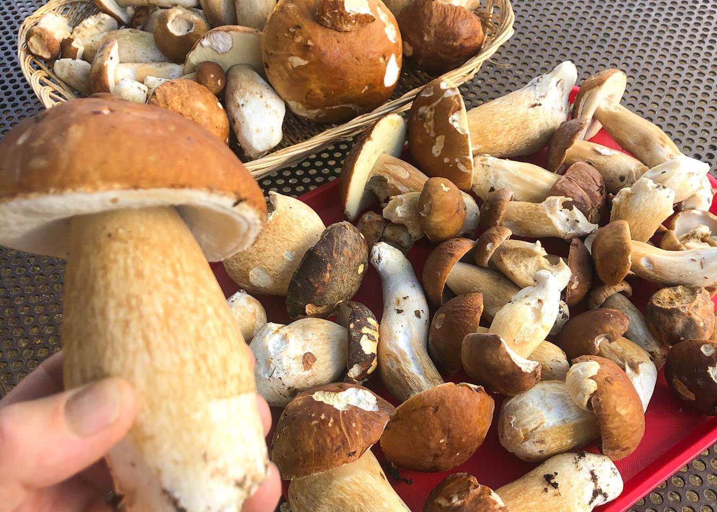 Cueillette de champignon