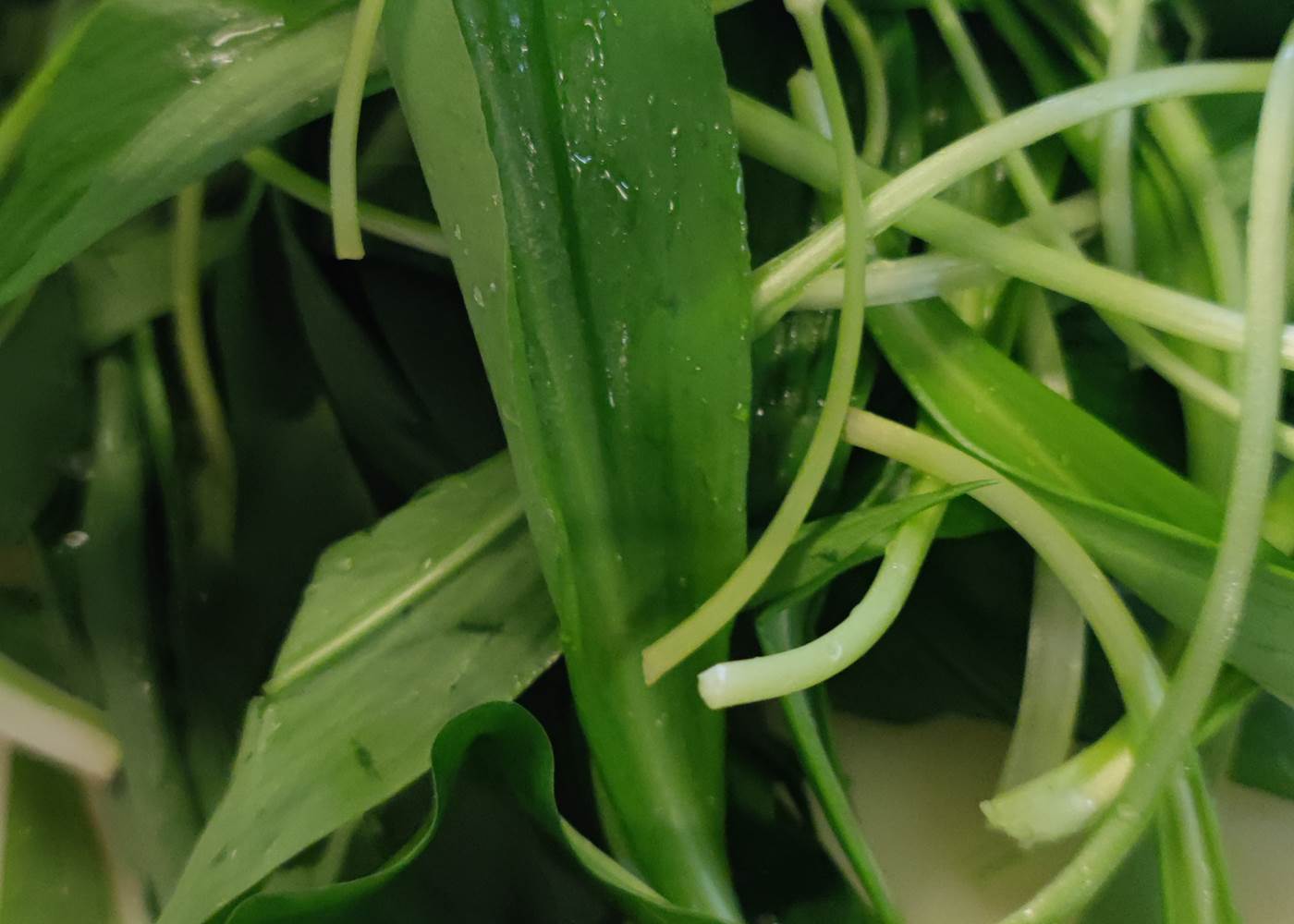 le retour de l'ail des ours