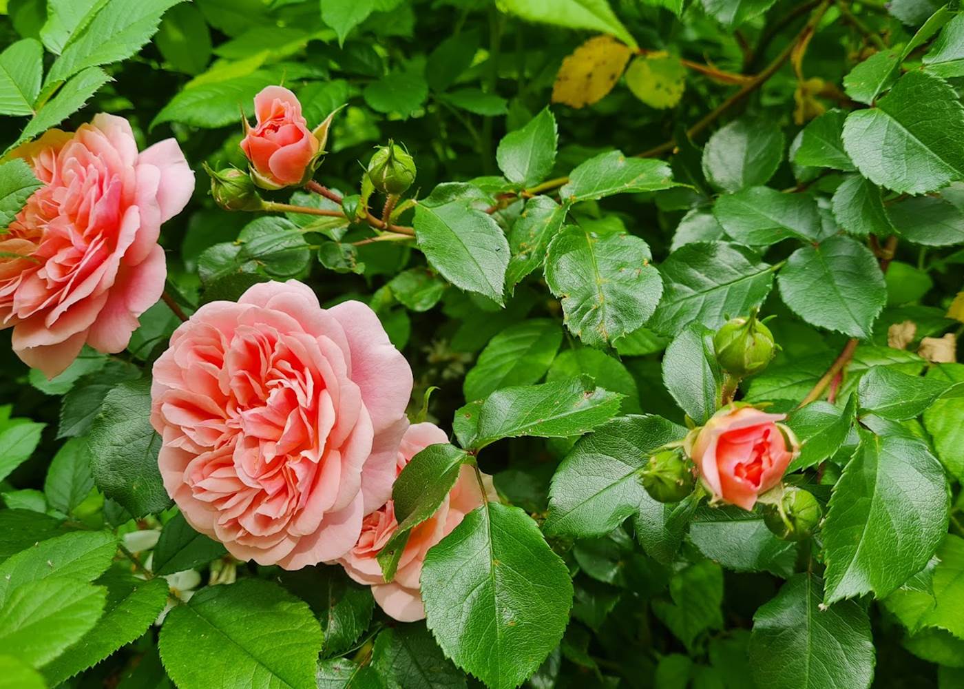 Rosier Cour intérieure