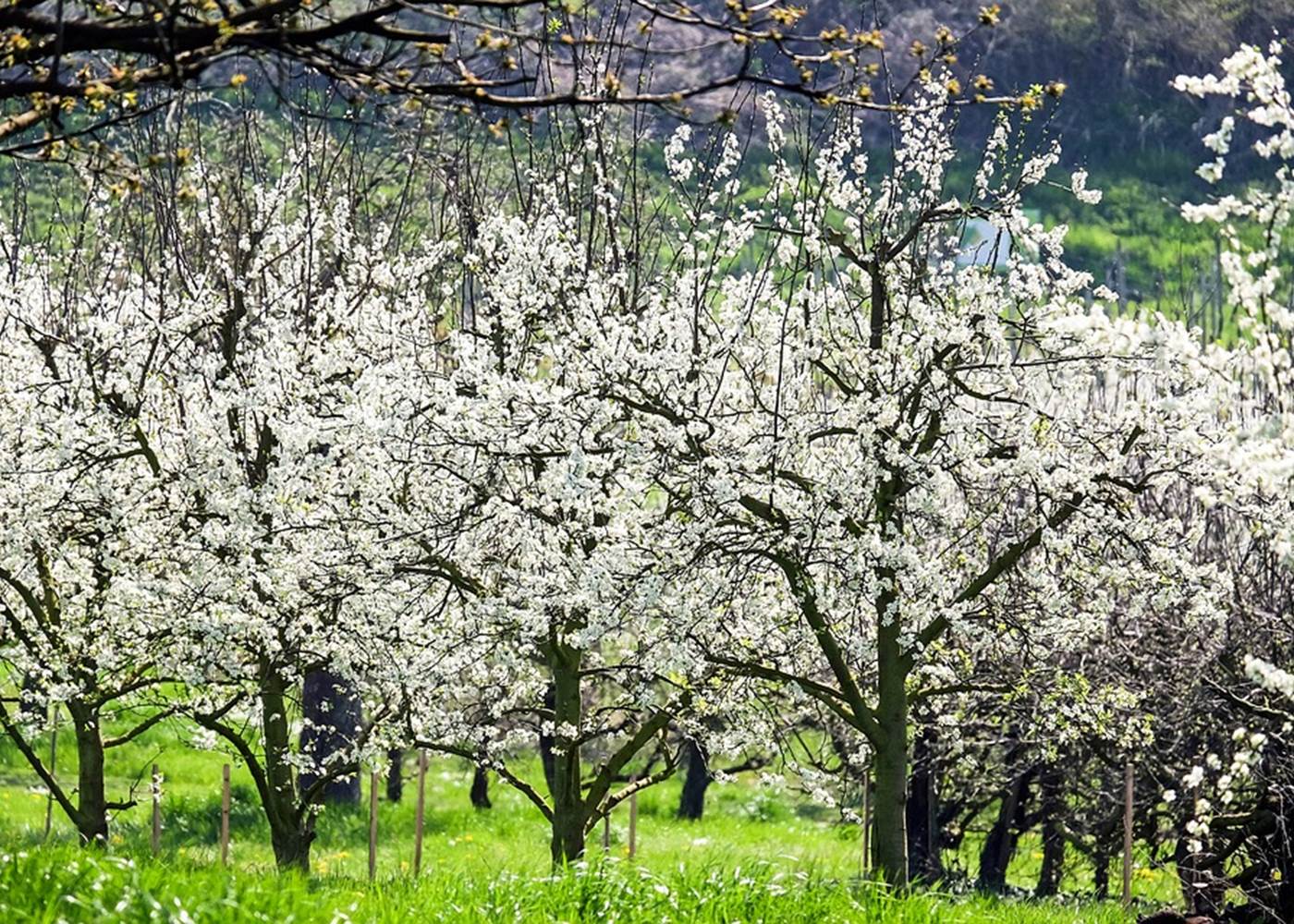 pré au printemps dans les vosges