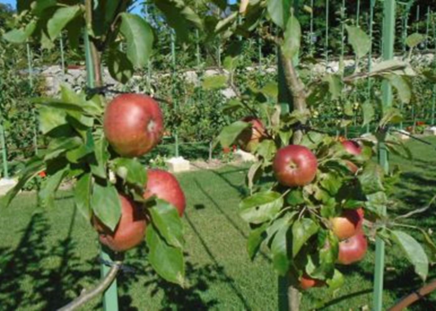 Pommiers en espalier