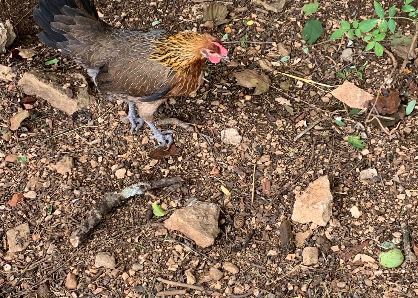 Gauloise du Domaine du Gravier