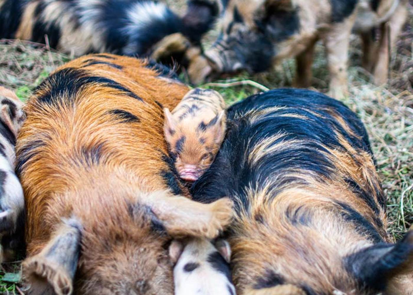 Les jardins de Berdis - Famille Kune Kune