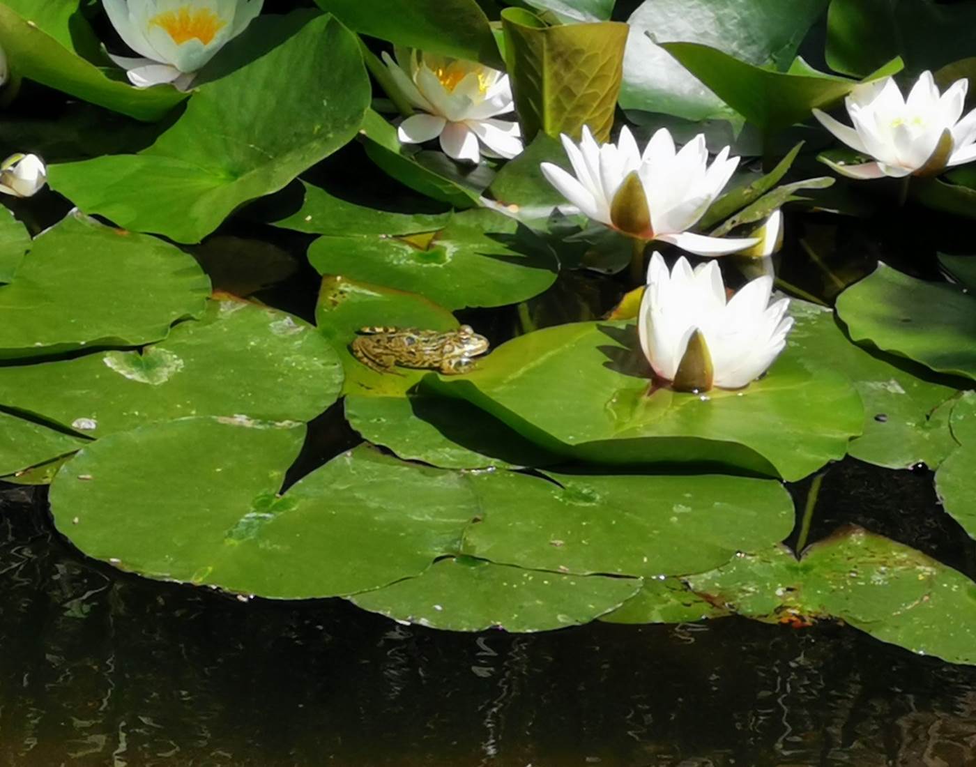 Les plaisirs de la nature au "Coq du Nord -Mailhac"