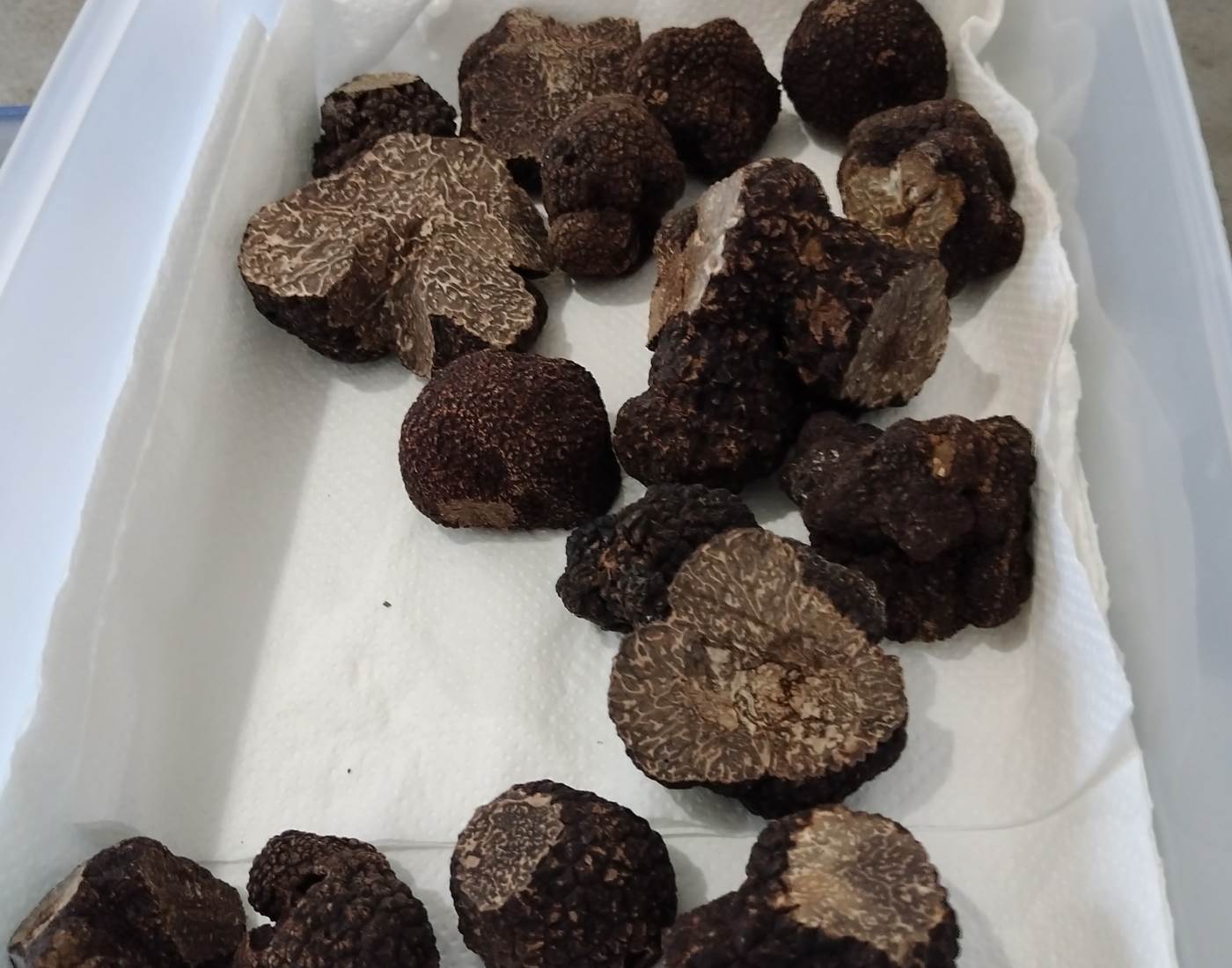 Découverte de la truffe Audoise