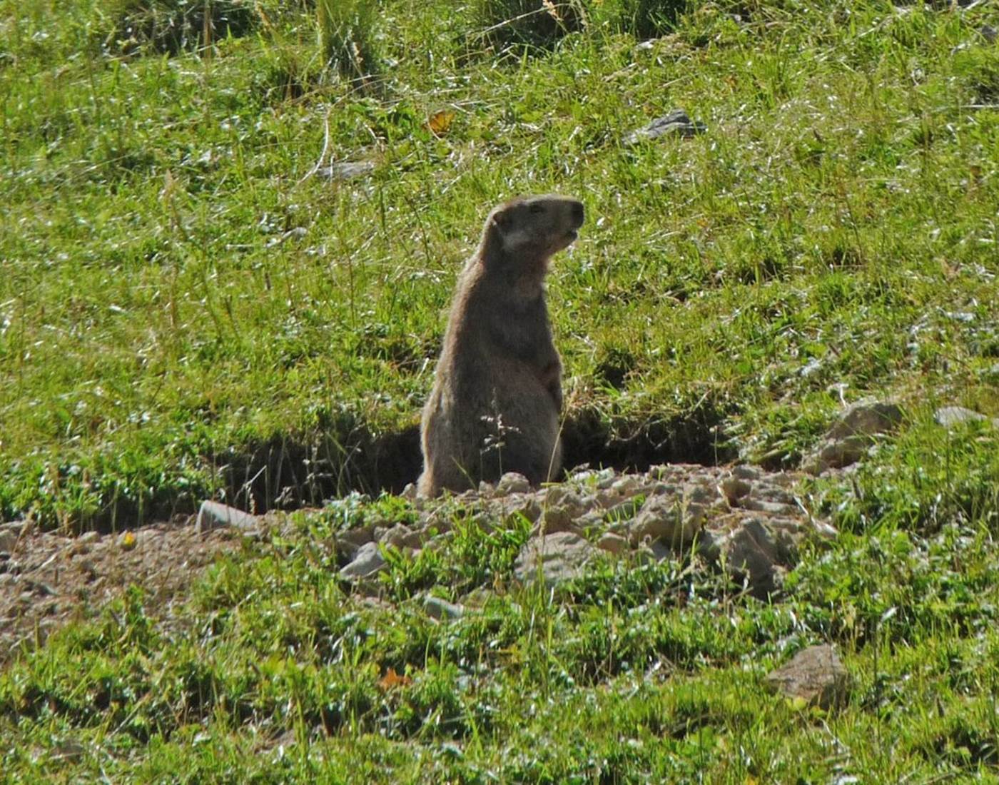 La colline aux marmottes