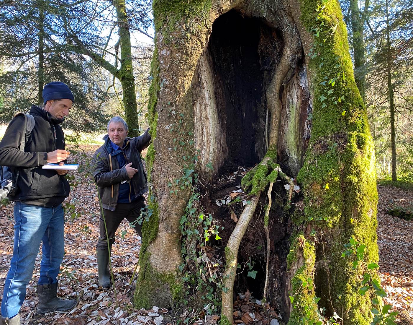 Christophe et Frédéric examine un tilleul du début du XVIIIe siècle
