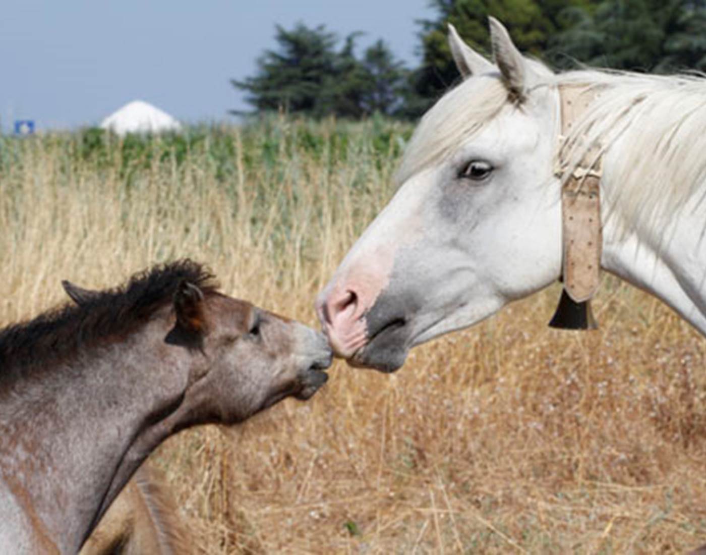 Jument et son poulain