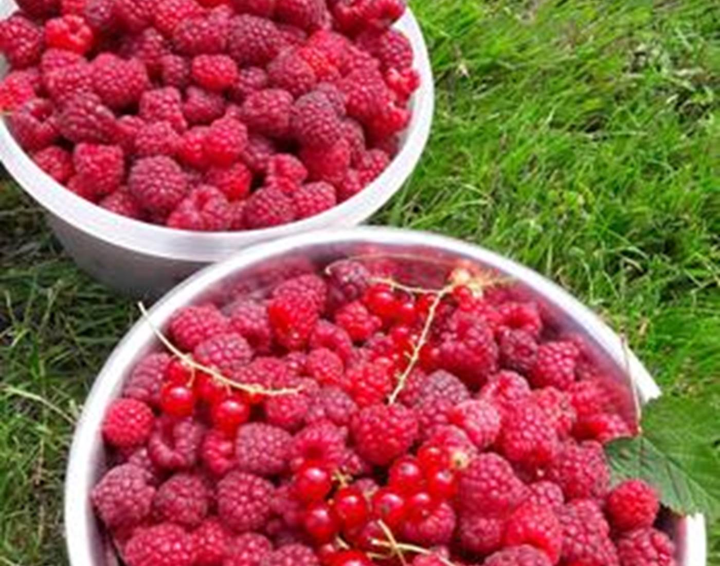 framboises du jardin