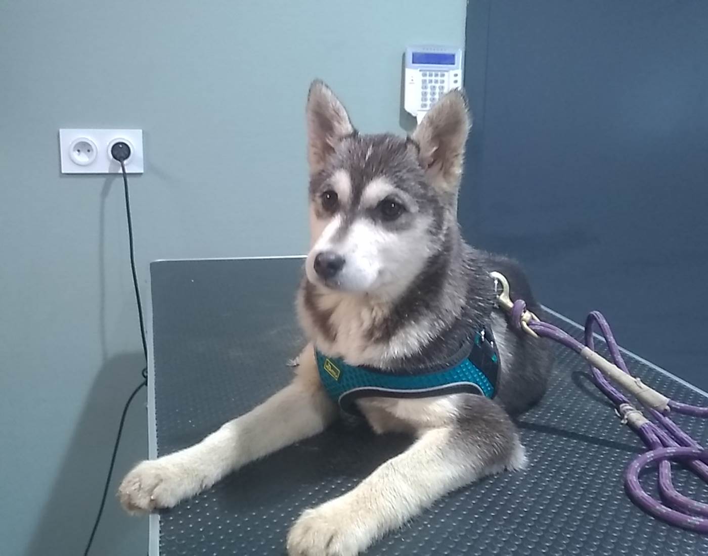 Bébé Scottish chez le vétérinaire