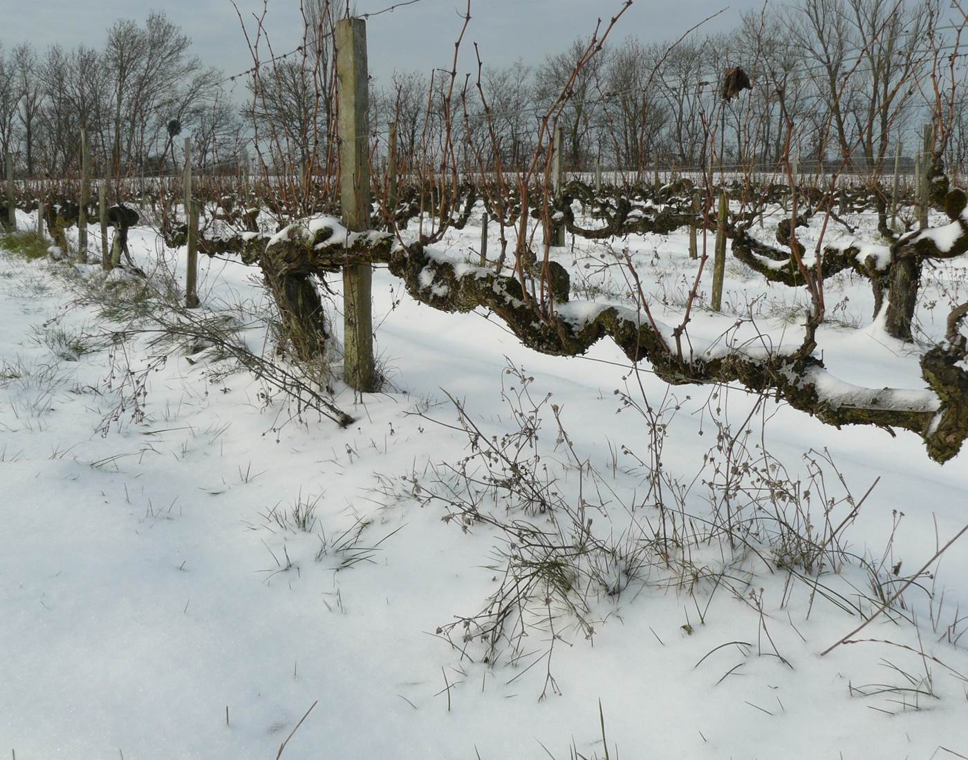 Vignoble, Bio, Biodynamie, Nature, Vins, Domaine, Visite, Dégustation