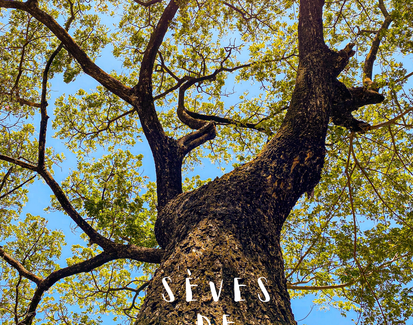 Couverture définitive de Sèves de Liberté_imprimé