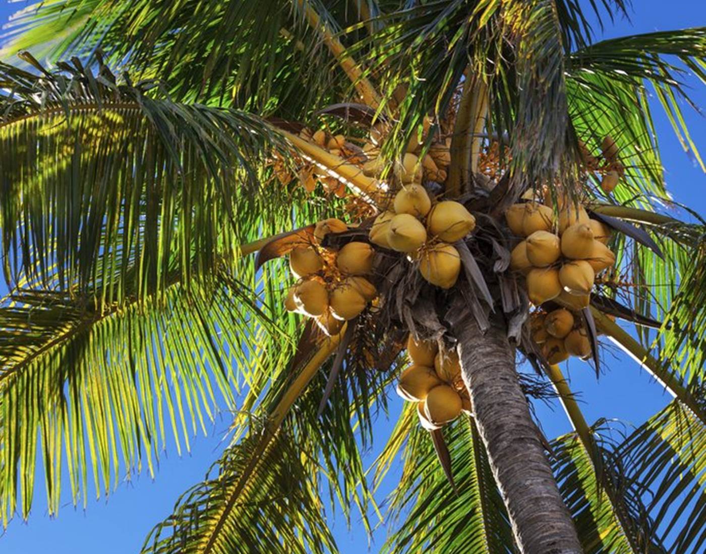 Cocotier et ses noix de coco
