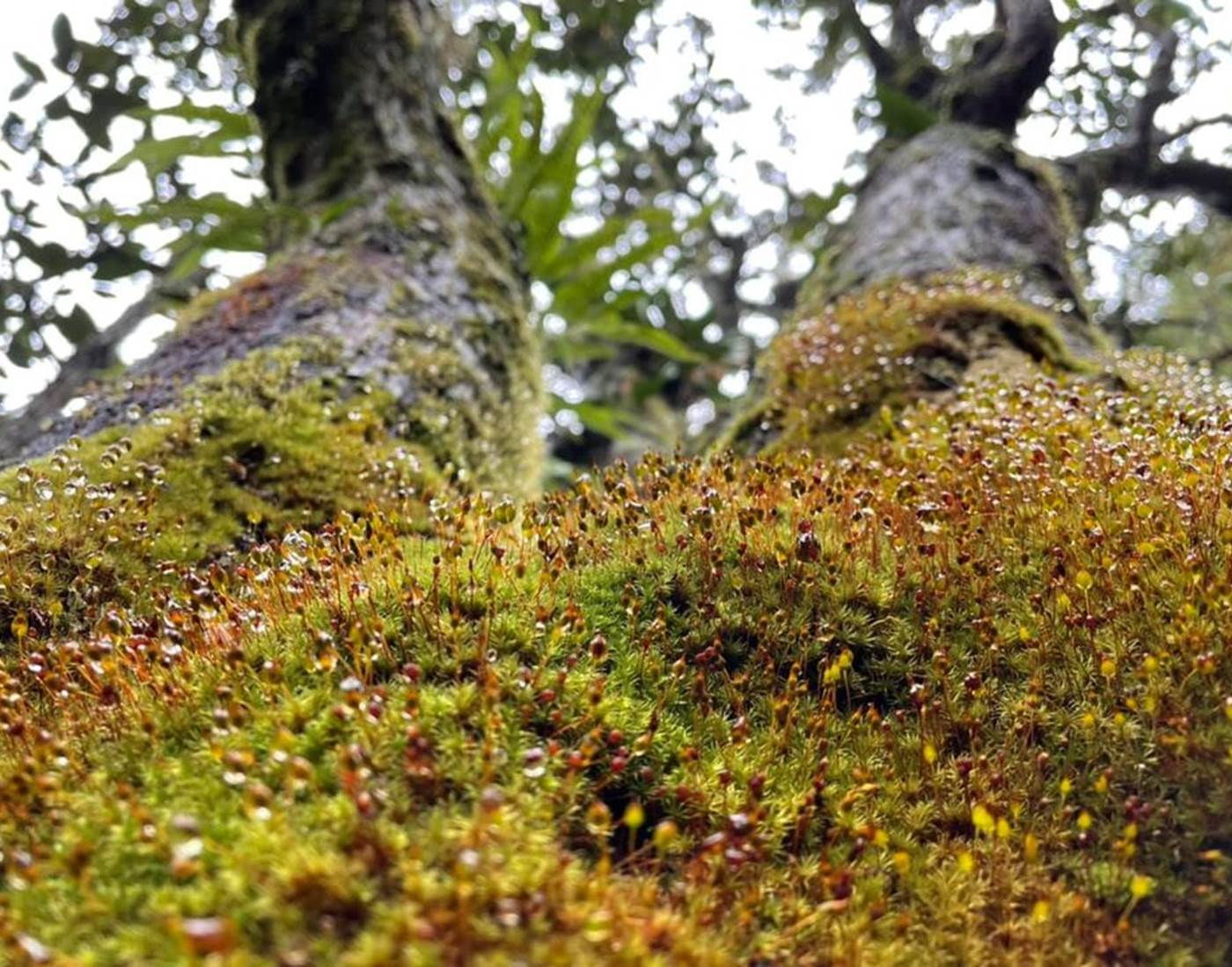 Se confier à la nature